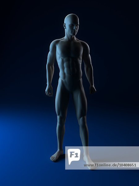 Male anatomy  artwork