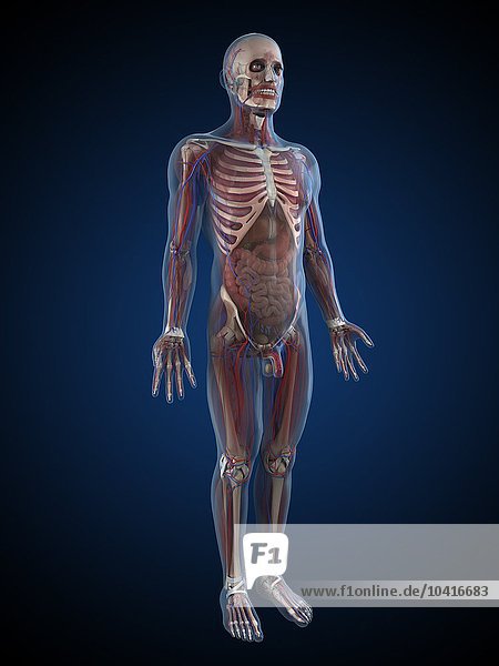 Human anatomy  artwork