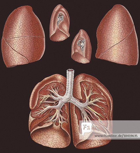 Medizin: Menschlicher Körper: Kehlkopf  Illustration