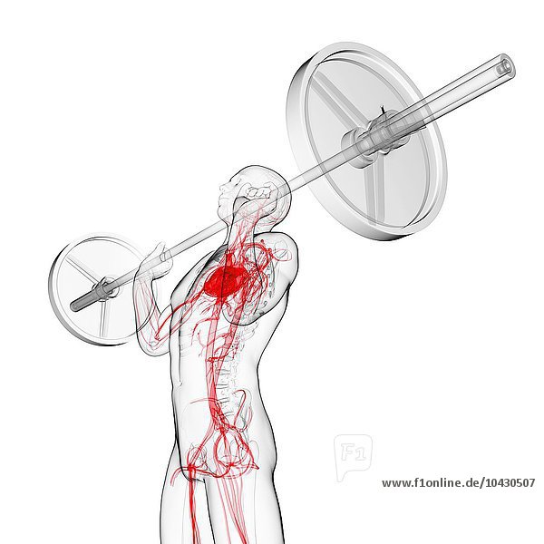 Gewichtheber. Computergrafik eines Gewichthebers mit Hervorhebung seines Herz-Kreislauf-Systems.