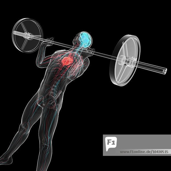 Gewichtheber. Computergrafik eines Gewichthebers mit Hervorhebung des Herz-Kreislauf-Systems und des zentralen Nervensystems.