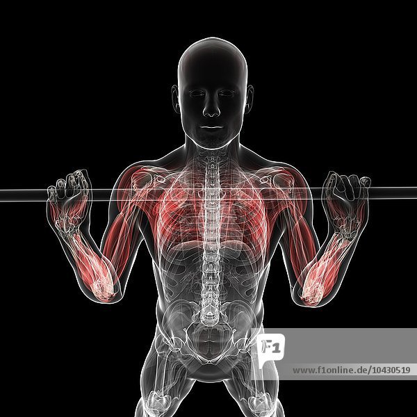 Gewichtheber. Computergrafik eines Gewichthebers mit hervorgehobenen Arm- und Brustmuskeln.