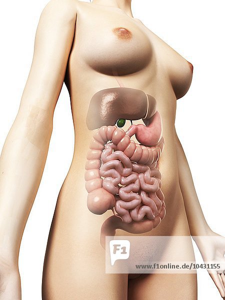 Female digestive system  computer artwork.