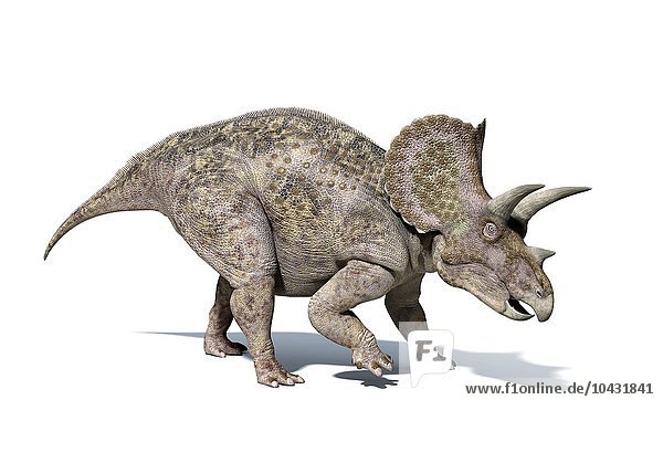 Triceratops dinosaur  computer artwork. This herbivorous dinosaur lived during the Cretaceous period. Triceratops dinosaur  artwork