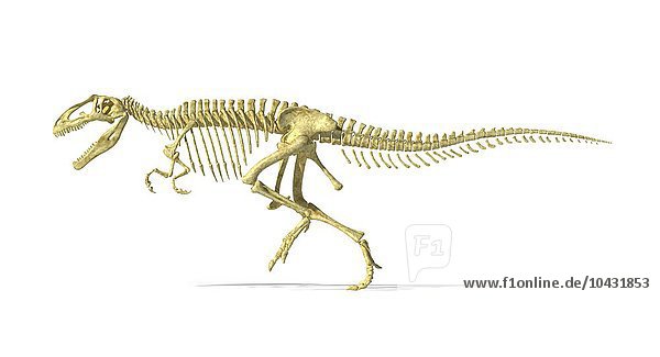 Giganotosaurus-Dinosaurierskelett  Kunstwerk. Dieser Dinosaurier war einer der größten Raubsaurier und lebte vor etwa 110-100 Millionen Jahren in der Kreidezeit. Fossile Überreste wurden in Argentinien entdeckt. Er konnte über 14 Meter lang und über 8 Tonnen schwer werden. Giganotosaurus Dinosaurierskelett  Kunstwerk