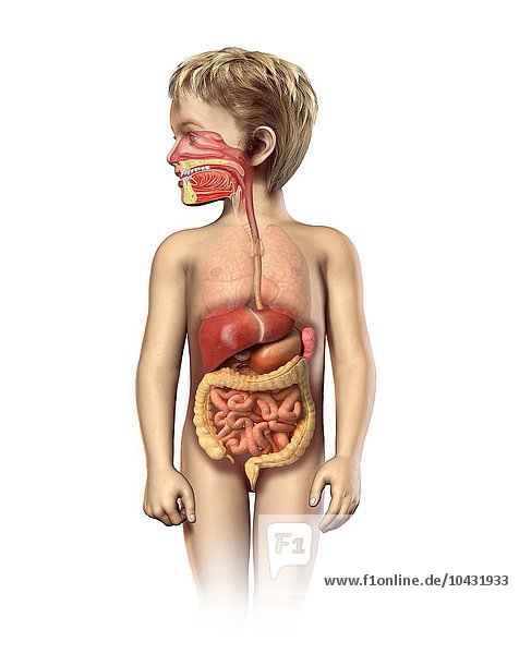 Verdauungssystem eines Kindes  Computerbild Verdauungssystem eines Kindes  Kunstwerk