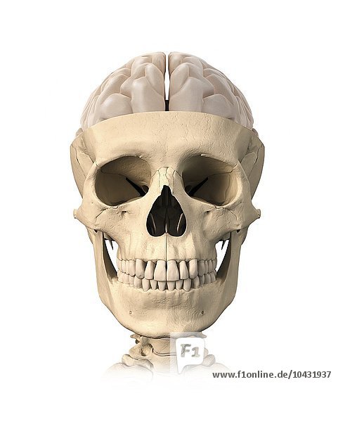 Menschlicher Kopf  Computerkunstwerk Menschlicher Kopf  Kunstwerk