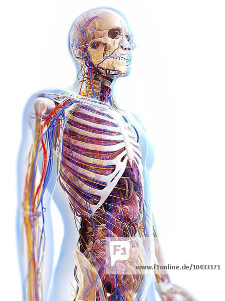 Human anatomy  computer artwork. Human anatomy  artwork