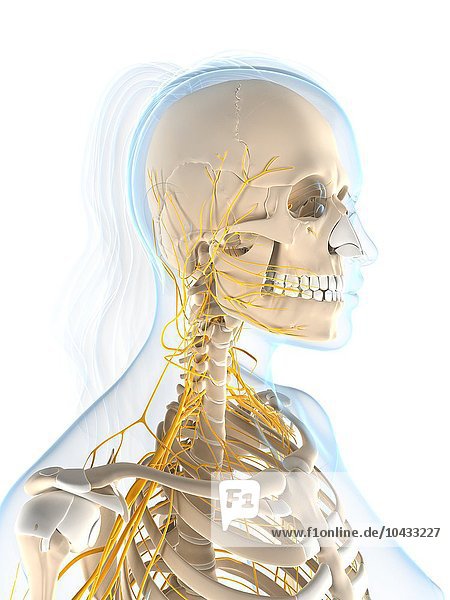 Weibliches Nervensystem  Computerkunstwerk. Kopf und Schultern Weibliches Nervensystem  Kunstwerk