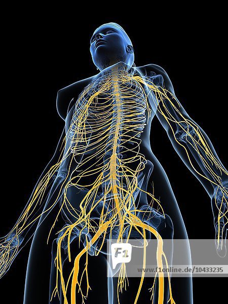 Weibliches Nervensystem  Computer Kunstwerk Weibliches Nervensystem  Kunstwerk
