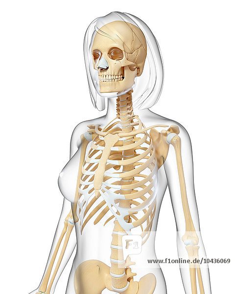 Weibliches Skelett  Computerkunstwerk Weibliches Skelett  Kunstwerk
