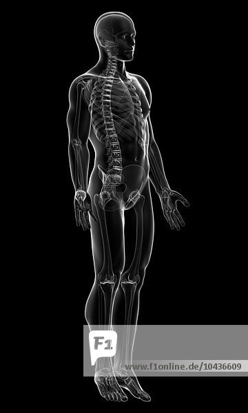 Male skeleton  computer artwork. Male skeleton  artwork