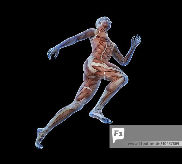Anatomical illustration of a runner Human musculature  artwork