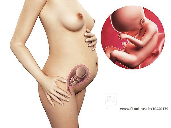 Schwangere. Computergrafik einer nackten Frau  die die Position des Uterus (Gebärmutter) zeigt. Rechts oben ist ein Fötus in der 24. Woche zu sehen Schwangerschaft - Woche 24  Kunstwerk