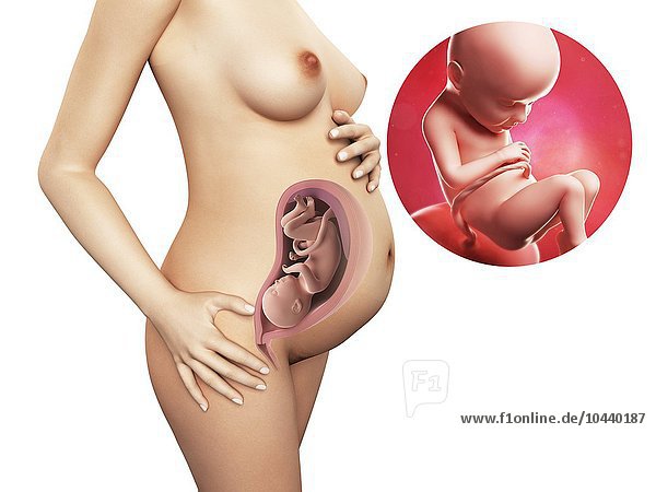 Schwangere. Computergrafik einer nackten Frau  die die Position des Uterus (Gebärmutter) zeigt. Rechts oben ist ein Fötus in der 32. Woche zu sehen Schwangerschaft - 32.