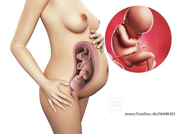 Schwangere. Computergrafik einer nackten Frau  die die Position des Uterus (Gebärmutter) zeigt. Rechts oben ist ein Fötus in der 36. Woche zu sehen Schwangerschaft - 36.