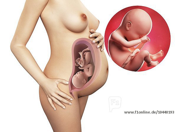Schwangere. Computergrafik einer nackten Frau  die die Position des Uterus (Gebärmutter) zeigt. Rechts oben ist ein Fötus in der 38. Woche zu sehen Schwangerschaft - 38.