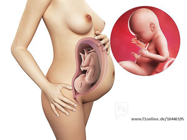 Schwangere. Computergrafik einer nackten Frau  die die Position des Uterus (Gebärmutter) zeigt. Rechts oben ist ein Fötus in der 40. Woche zu sehen Schwangerschaft - Woche 40  Kunstwerk