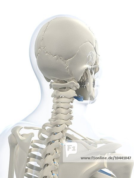 Männliches Skelett  Computergrafik Männliches Skelett  Kunstwerk