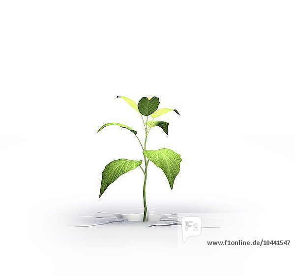 Kleine Pflanze wächst aus einem Riss im Boden isoliert auf weiß Junge Pflanze  Kunstwerk