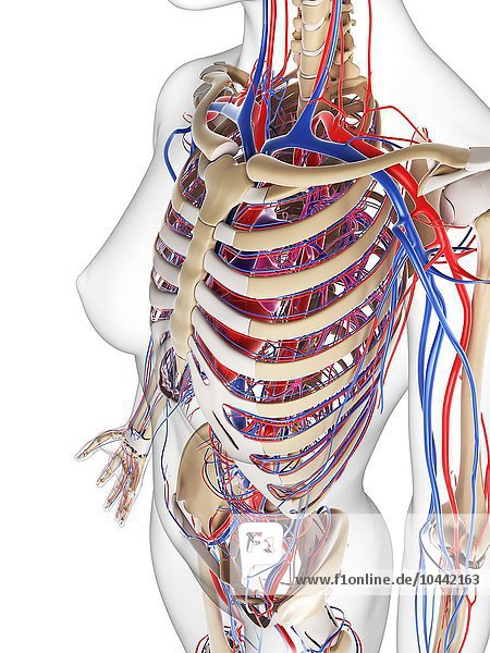 Weibliches kardiovaskuläres System  Computerkunstwerk Weibliches kardiovaskuläres System  Kunstwerk