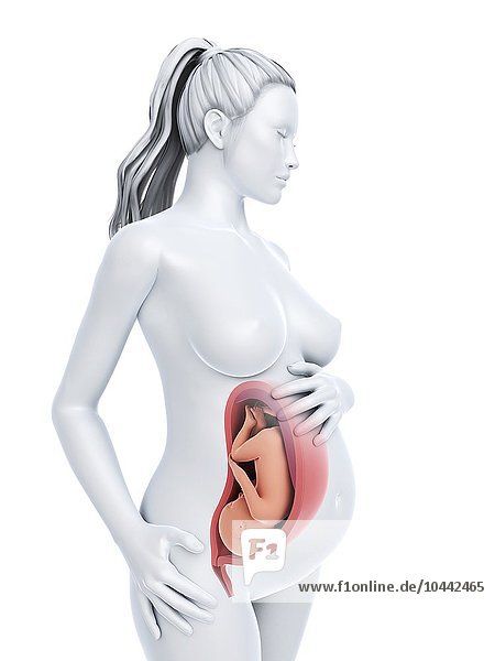Pregnancy  computer artwork. Pregnancy  artwork