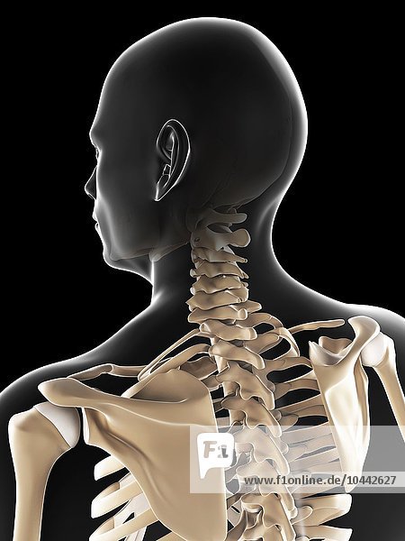Male skeleton  computer artwork. Male skeleton  artwork