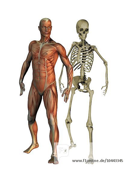 Männliche Anatomie. Computergrafik der männlichen Muskulatur und des Skeletts  männliche Anatomie  Kunstwerk