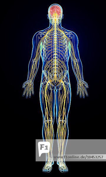 Männliches Nervensystem  Computerbild Männliches Nervensystem  Kunstwerk