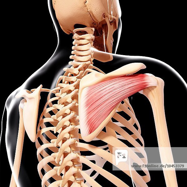 Human shoulder musculature  computer artwork. Human shoulder musculature  artwork