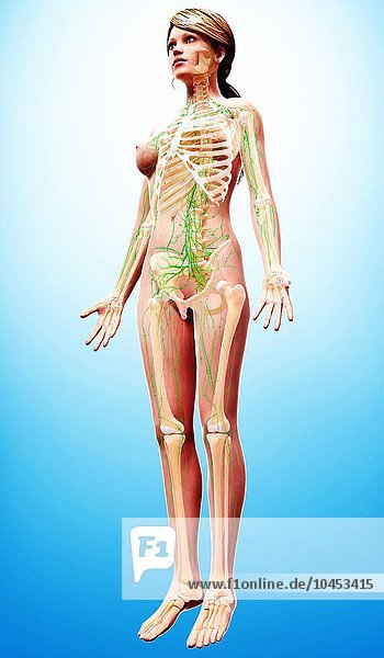 Weibliches lymphatisches System  Computergrafik Weibliches lymphatisches System  Grafik