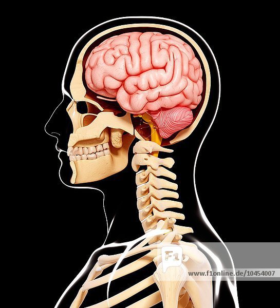 Human head anatomy  computer artwork. Human head anatomy  artwork