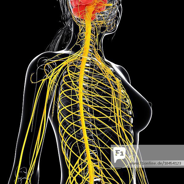 Weibliches Nervensystem  Computer Kunstwerk Weibliches Nervensystem  Kunstwerk