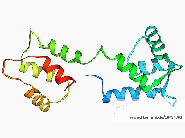 Calcium-bindendes Protein. Molekülmodell des kalziumbindenden Proteins Calmodulin (CaM). Dieses Protein ist in allen eukaryontischen Zellen zu finden  wo es die Aktivitäten zahlreicher kalziumbindender Enzyme reguliert und modifiziert. Zu den zellulären Prozessen  die CaM beeinflusst  gehören Muskelkontraktion  Entzündung  Immunantwort und Gedächtnis.