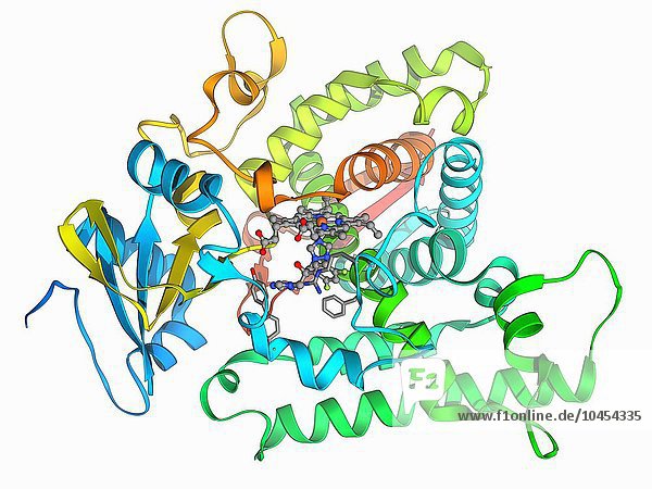 Cytochrom P450 und Fluconazol. Molekulares Modell des Cytochroms P450 im Komplex mit dem Antipilzmittel Fluconazol. Dieses Protein spielt eine entscheidende Rolle im Stoffwechsel von Tieren (einschließlich Menschen)  Pilzen  Pflanzen und Bakterien. Es gibt viele verschiedene Arten von Cytochrom-P450-Proteinen  die jedoch alle eine ähnliche Funktion haben