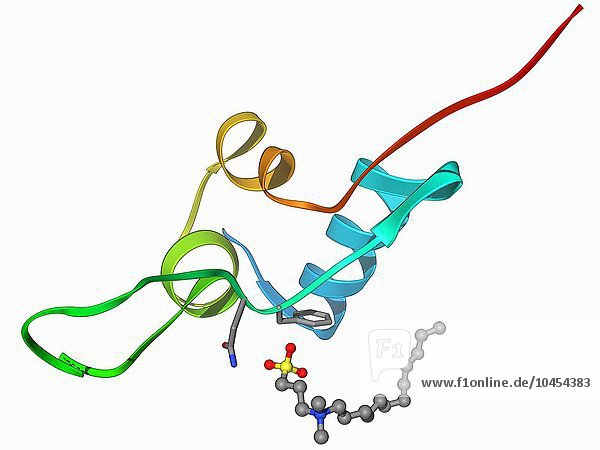 Insulinähnlicher Wachstumsfaktor 1 (IGF-1)  molekulares Modell. IGFs sind Polypeptide  die in ihrer Molekularstruktur dem Insulin ähneln. IGF-1 wird hauptsächlich von der Leber als Folge der Stimulation durch Wachstumshormone ausgeschüttet. IGF-1 wirkt nicht nur ähnlich wie Insulin  sondern kann auch das Zellwachstum und die Zellentwicklung  insbesondere in Nervenzellen  sowie die zelluläre DNA-Synthese regulieren. Es spielt eine wichtige Rolle für das Wachstum und die Entwicklung in der Kindheit und im Erwachsenenalter. Insulinähnlicher Wachstumsfaktor 1 Molekül