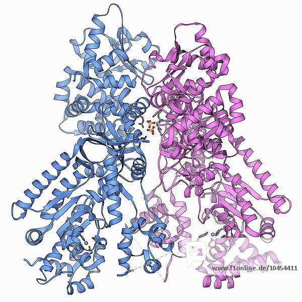 Anthrax-Letalfaktor  molekulares Modell. Dieses Enzym ist eine der drei Proteinkomponenten  die das Anthrax-Toxin bilden  das von dem Bakterium Bacillus anthracis produziert wird. Der Letalfaktor (LF) unterbricht die zellulären Signalwege in einer infizierten Zelle  was schließlich zum Zelltod führt. Anthrax befällt am häufigsten Rinder  Schafe und Ziegen  kann aber auch Menschen infizieren. Anthrax Lethal Factor Molekül