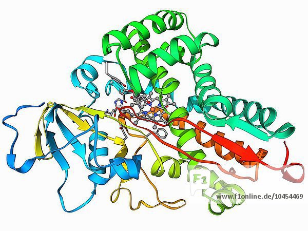 Cytochrom P450. Molekulares Modell des Cytochroms P450 im Komplex mit seinem katalytischen Produkt Hydroxycampher. Dieses Protein spielt eine entscheidende Rolle im Stoffwechsel von Tieren (einschließlich Menschen)  Pilzen  Pflanzen und Bakterien. Es gibt viele verschiedene Arten von Cytochrom-P450-Proteinen  die jedoch alle eine ähnliche Funktion haben