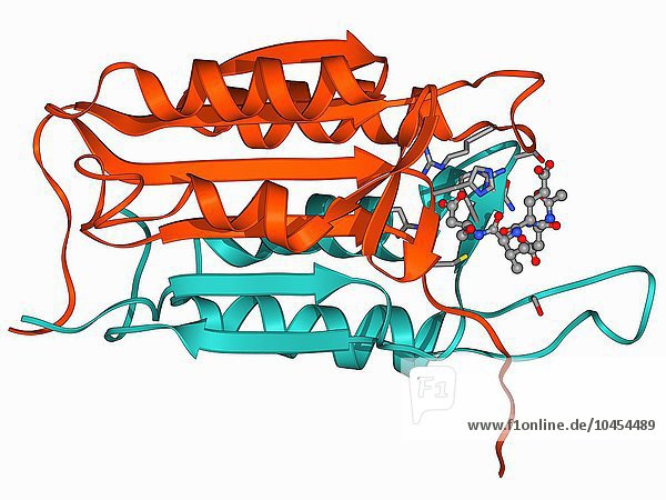 Apopain-Protein und Inhibitor. Molekulares Modell von Caspase-3  auch bekannt als Apopain  im Komplex mit einem Inhibitor. Caspase-3 ist eine Protease  ein eiweißspaltendes Enzym  das bei der Apoptose (programmierter Zelltod) eine Rolle spielt. Es bewirkt die Fragmentierung von Aktinfilamenten  einem Teil des Zytoskeletts einer Zelle  und die Inaktivierung des DNA-Reparaturenzyms Poly(ADP-Ribose)-Polymerase. Es aktiviert auch andere Caspasen als Teil der Caspase-Kaskade der Apoptose. Caspase-3 ist die vorherrschende Caspase bei der Alzheimer-Krankheit und verarbeitet das Protein  das mit dem Absterben von Nervenzellen in Verbindung gebracht wird. Caspase-3 und Inhibitor