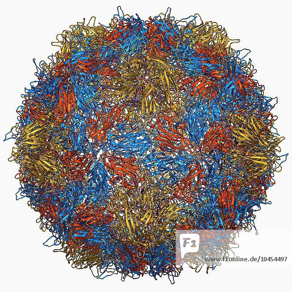Poliovirus Typ 3 Kapsid  molekulares Modell. Dieses Enterovirus verursacht beim Menschen Poliomyelitis (Kinderlähmung)  die das Nervensystem angreift und manchmal zu Lähmungen führt. Die drei Typen rufen ähnliche Symptome hervor. Bei Viren ist das Kapsid die Proteinhülle  die das genetische Material umschließt. Ein Kapsid besteht aus Untereinheiten  den so genannten Kapsomeren  die sich selbst zu der hier gezeigten Hülle zusammenfügen. Diese Hülle hat eine annähernd kugelförmige Form und weist eine ikosaedrische Symmetrie auf. Eine der Funktionen des Kapsids besteht darin  die Übertragung des genetischen Materials des Virus in die Wirtszellen zu unterstützen. Die Zellmechanismen werden dann zur Produktion neuer Viruspartikel genutzt. Poliovirus Typ 3 Kapsid  molekulares Modell