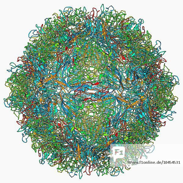 Parvovirus-Partikel. Molekulares Modell  das die Struktur des Kapsids (äußere Proteinhülle) eines Partikels des menschlichen Parvovirus (Familie Parvoviridae) zeigt. Zu den Parvoviridae-Viren gehören die kleinsten bekannten Viren und einige der umweltresistentesten. Jedes Partikel besteht aus einem einzelsträngigen Desoxyribonukleinsäure (DNA)-Genom (nicht dargestellt)  das von einem ikosaedrischen Proteinkapsid umgeben ist. Viele Viruspartikel  die zu dieser Familie gehören  wurden mit Ausbrüchen von Gastroenteritis in Verbindung gebracht  obwohl eine ursächliche Rolle bei menschlichen Erkrankungen nicht immer nachgewiesen werden kann. Parvoviruspartikel  molekulares Modell