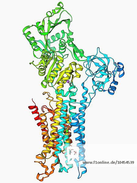 Calcium-ATPase-Ionenpumpe  molekulares Modell. Dieses Enzym ist in den Membranen der Muskelzellen zu finden  wo es Kalzium in die und aus den Muskelzellen pumpt und Muskelkontraktionen steuert. Der Name ATPase bezieht sich auf seine Fähigkeit  das ATP (Adenosintriphosphat)-Molekül aufzuspalten und Energie freizusetzen. Diese Kalzium-ATPase besteht aus 994 Aminosäuren Kalzium-ATPase-Ionenpumpe