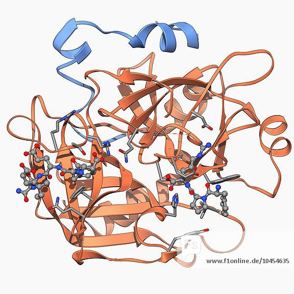 Thrombin-Protein  molekulares Modell. Thrombin ist ein Enzym  das am Prozess der Blutgerinnung (Clotting) beteiligt ist. Es wandelt Fibrinogen (ein lösliches Plasmaglykoprotein  das in der Leber synthetisiert wird) in Fibrin um  ein Protein  das polymerisiert wird  um (in Verbindung mit Blutplättchen) ein Netz oder ein Gerinnsel über einer Wunde zu bilden. Thrombin-Protein  molekulares Modell