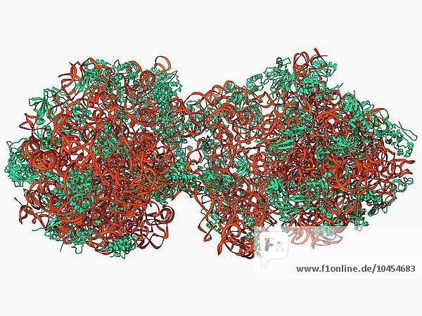 70S-Ribosom  molekulares Modell. Ribosomen bestehen aus Protein und RNA (Ribonukleinsäure). In Bakterien besteht jedes Ribosom aus einer kleinen (30S)-Untereinheit und einer großen (50S)-Untereinheit. Sie sind der Ort der Translation  des Prozesses der Proteinsynthese. 70S-Ribosom  molekulares Modell
