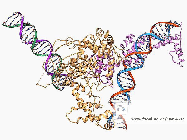 Chromatin-Umstrukturierungsfaktor und DNA  molekulares Modell. Die DNA-Stränge (Desoxyribonukleinsäure) befinden sich links und rechts. Dieser Chromatinumwandlungsfaktor ist ISW1a. Chromatin ist die Form  in der die DNA im Zellkern gespeichert ist  und der hier dargestellte Prozess ist Teil der Regulierung der Genexpression. Defekte in der Chromatinumstrukturierung werden im Zusammenhang mit verschiedenen Krebsarten und der Entwicklung möglicher Behandlungen untersucht.