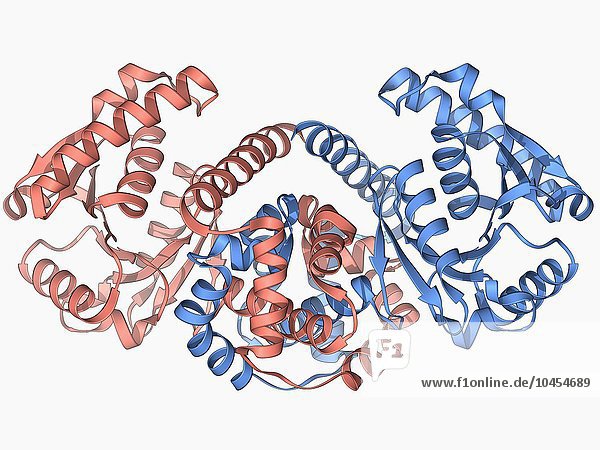Kaninchen-Augenlinsen-Protein. Molekulares Modell von Lambda-Crystallin  einem Strukturprotein  das in den Augenlinsen von Kaninchen (Familie Leporidae) vorkommt. Kaninchen-Augenlinsenprotein-Molekül