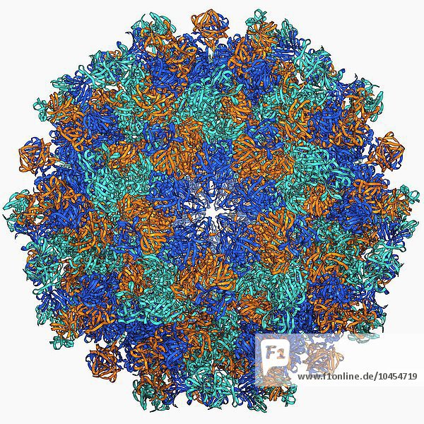 Hepatitis-E-Virus-Kapsid  molekulares Modell. Dieses Virus verursacht beim Menschen die Krankheit Hepatitis E. Das Virus wird durch fäkal-oralen Kontakt übertragen und verursacht eine geringgradige Leberentzündung  die sich auch verschlimmern kann. Bei Viren ist das Kapsid die Proteinhülle  die das genetische Material umschließt. Ein Kapsid besteht aus Untereinheiten  den so genannten Kapsomeren  die sich selbst zu der hier gezeigten Hülle zusammenfügen. Diese Hülle hat eine annähernd kugelförmige Form und weist eine ikosaedrische Symmetrie auf. Eine der Funktionen des Kapsids besteht darin  die Übertragung des genetischen Materials des Virus in die Wirtszellen zu unterstützen. Die Zellmechanismen werden dann zur Produktion neuer Viruspartikel genutzt. Hepatitis-E-Virus-Kapsid  molekulares Modell