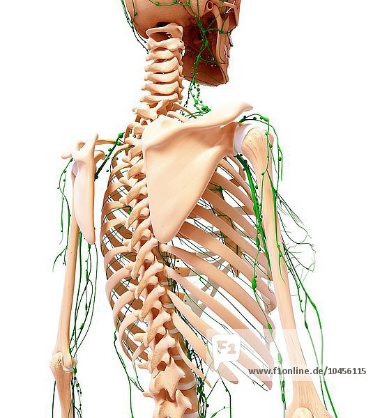 Menschliches lymphatisches System  Computergrafik Menschliches lymphatisches System  Grafik