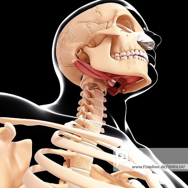 Human neck musculature  computer artwork. Human neck musculature  artwork