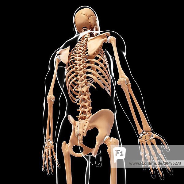 Human skeleton  computer artwork. Human skeleton  artwork